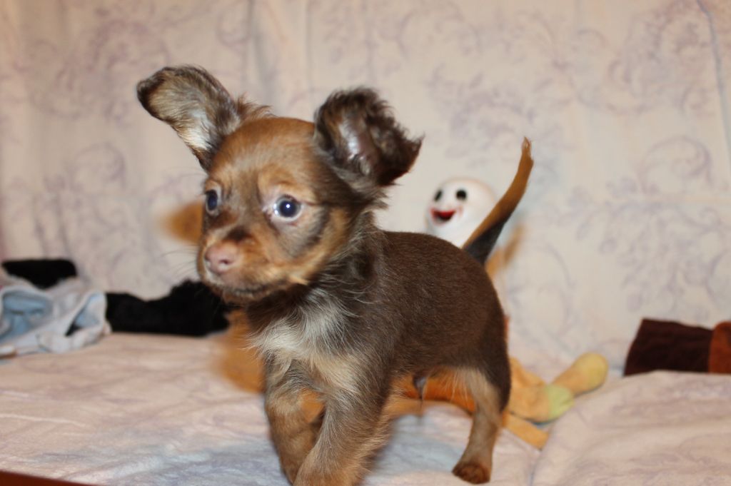 Divine Manoune - Chiot disponible  - Russkiy Toy (Petit Chien Russe)