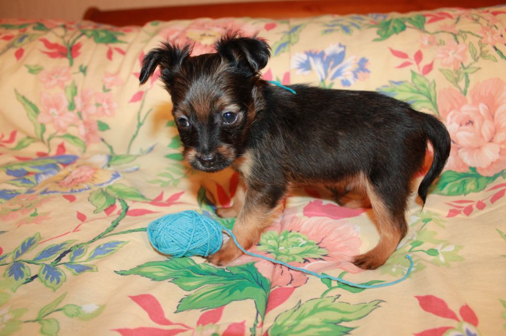 Divine Manoune - Chiot disponible  - Russkiy Toy (Petit Chien Russe)