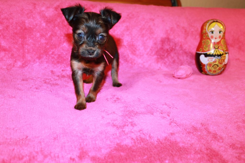 Divine Manoune - Chiot disponible  - Russkiy Toy (Petit Chien Russe)