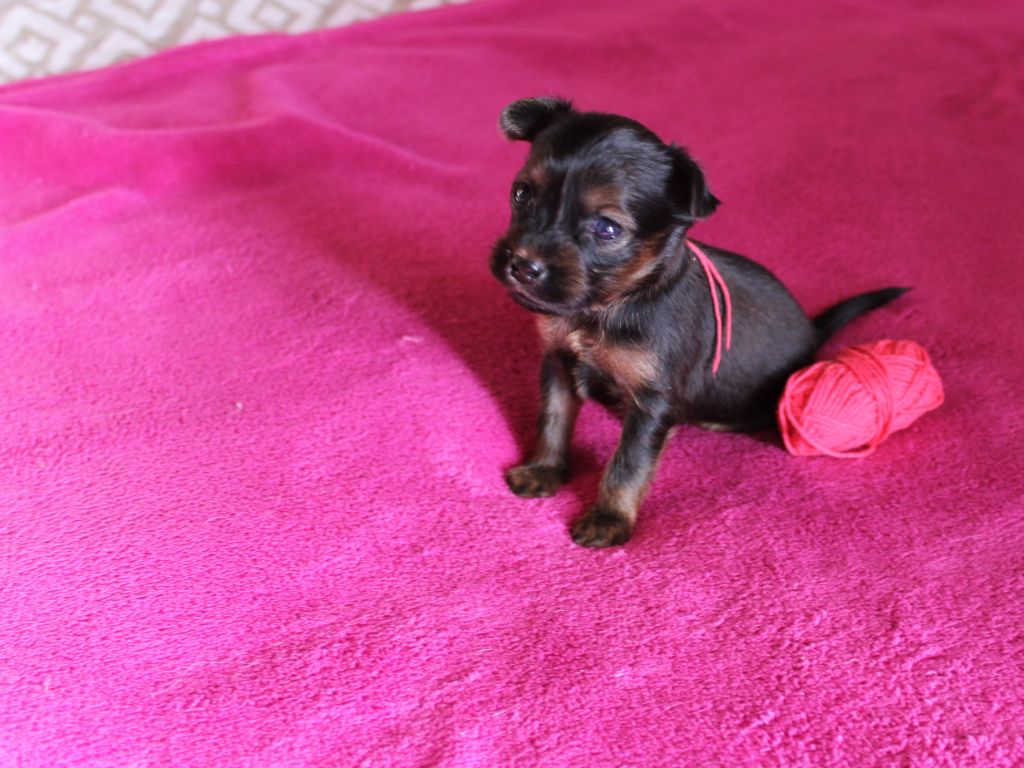 Divine Manoune - Chiot disponible  - Russkiy Toy (Petit Chien Russe)