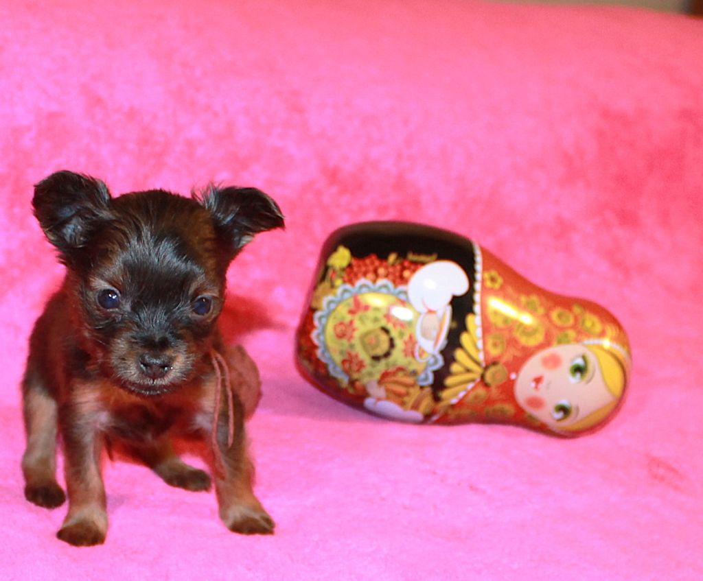 Divine Manoune - Chiot disponible  - Russkiy Toy (Petit Chien Russe)