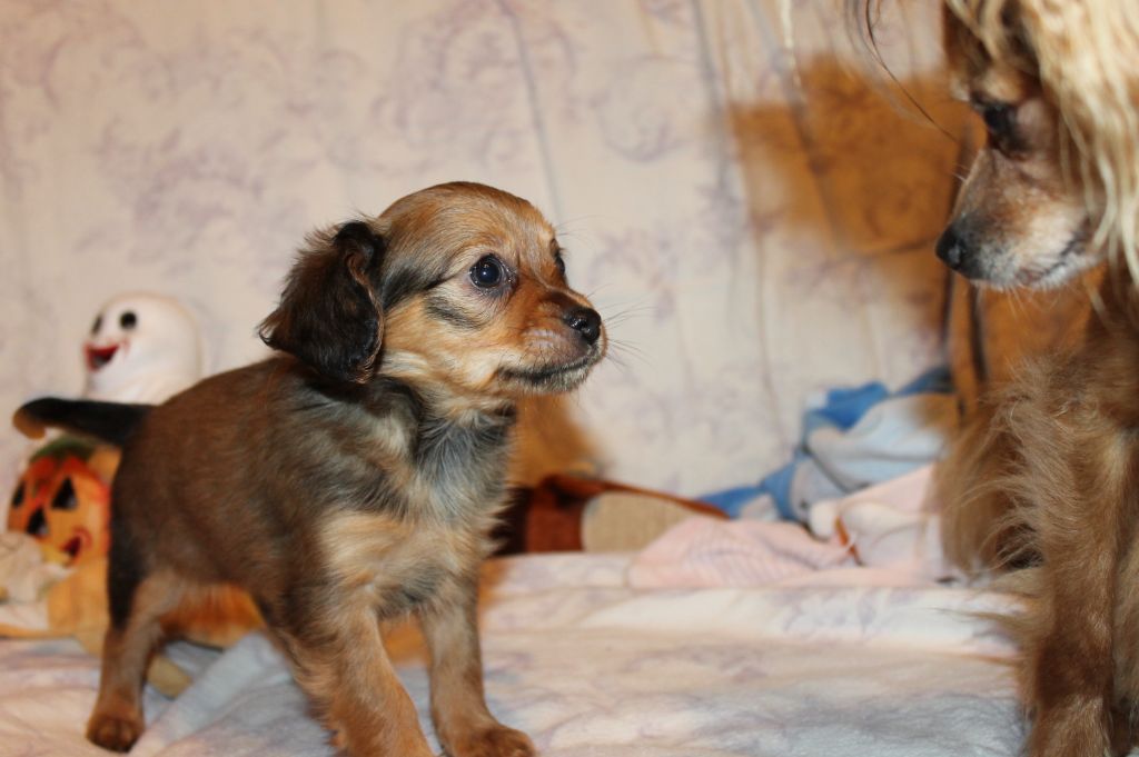 Divine Manoune - Chiot disponible  - Russkiy Toy (Petit Chien Russe)