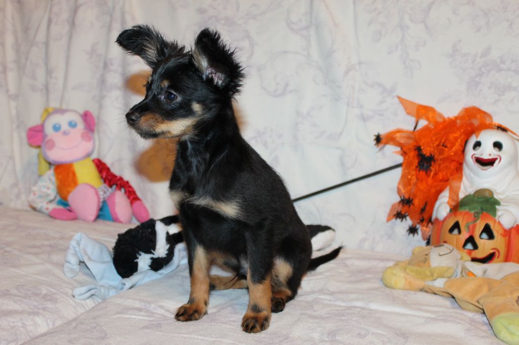 Divine Manoune - Chiot disponible  - Russkiy Toy (Petit Chien Russe)