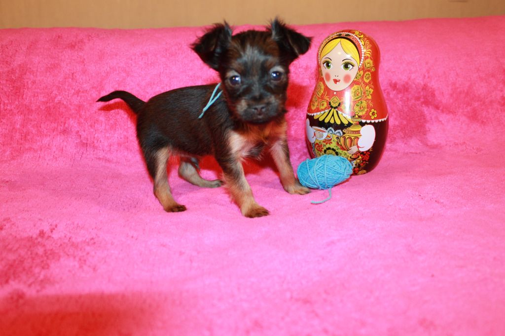 Divine Manoune - Chiot disponible  - Russkiy Toy (Petit Chien Russe)