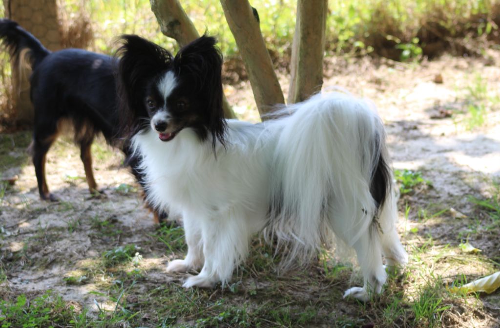 Shannon Du Domaine De Hunaudaye