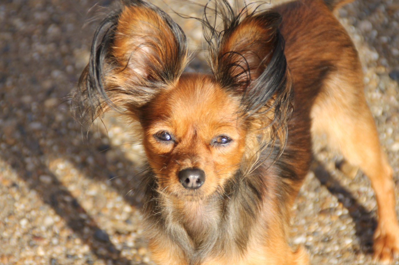 Vox Populi  dite Voxy Divine Manoune