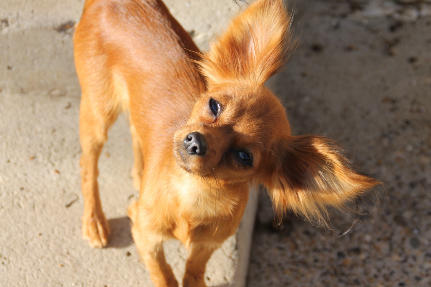 Vaïna  De la Nouknoukerie