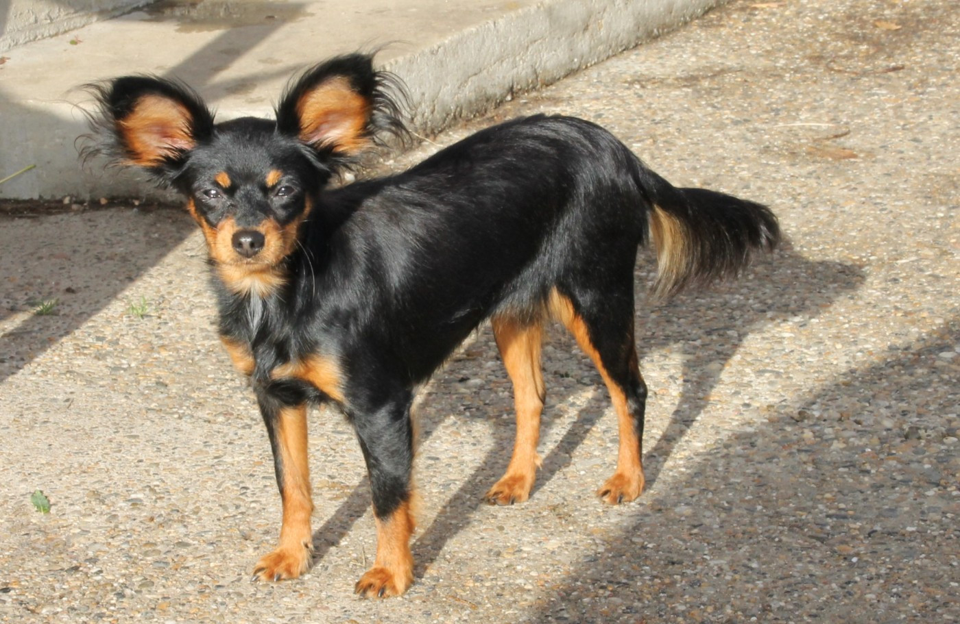 Vénus-Taïslava au Royaume D'ultra