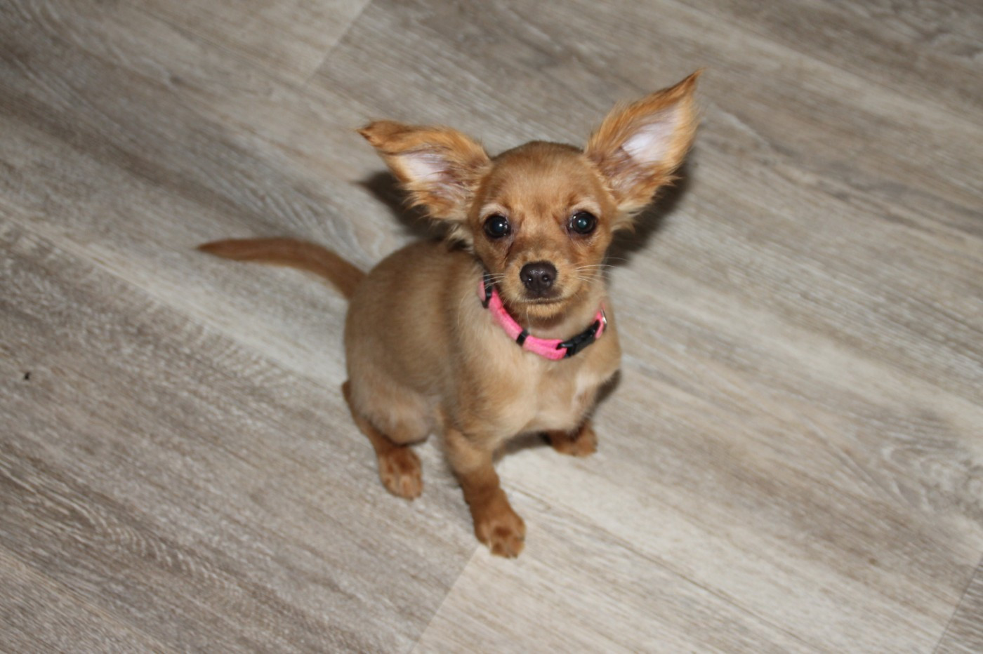 A-Doré Divine Manoune