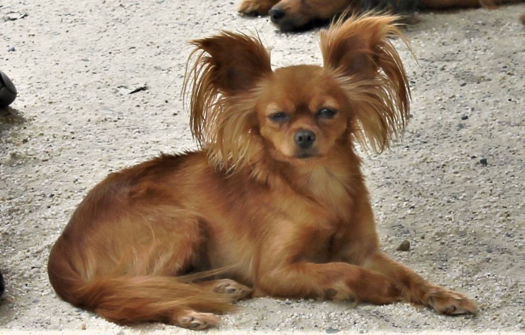 maestro bravo Barhat oseni dite romy