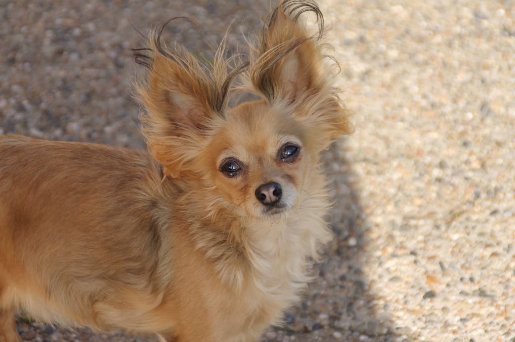 CH. Russian queen Divine Manoune