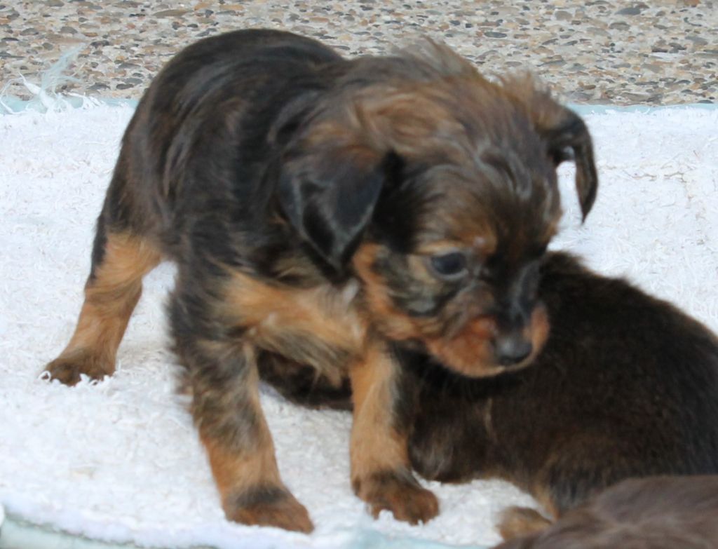 Divine Manoune - Chiots disponibles - Russkiy Toy (Petit Chien Russe)