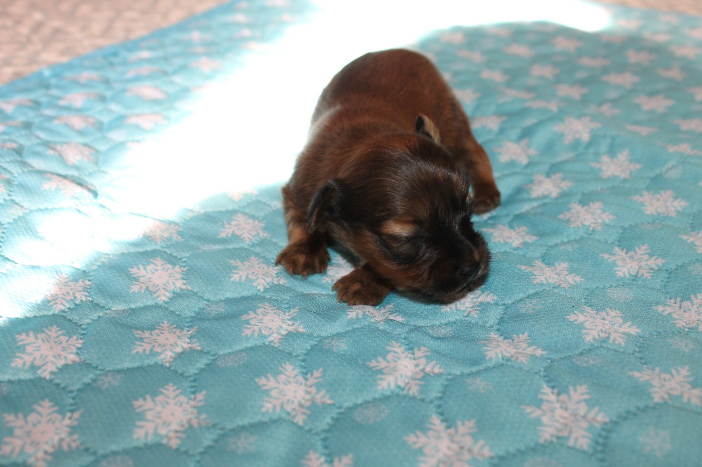 Divine Manoune - Chiots disponibles - Russkiy Toy (Petit Chien Russe)