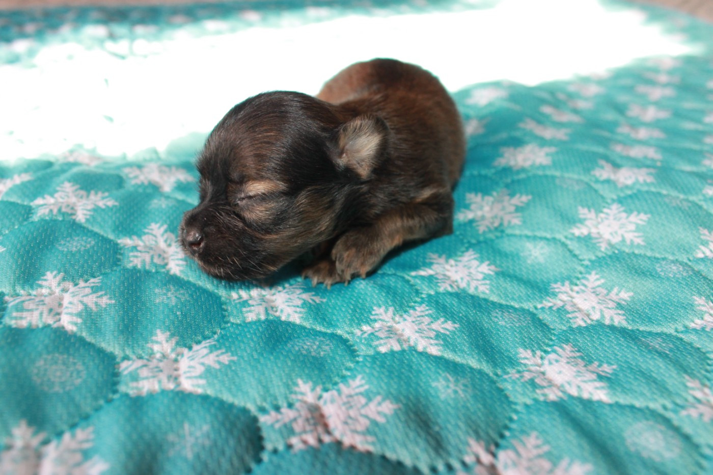 Divine Manoune - Chiots disponibles - Russkiy Toy (Petit Chien Russe)