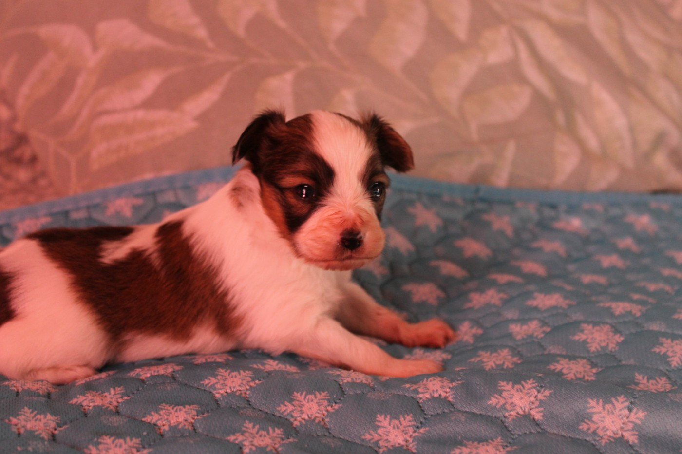 Divine Manoune - Chiots disponibles - Epagneul nain Continental (Papillon)
