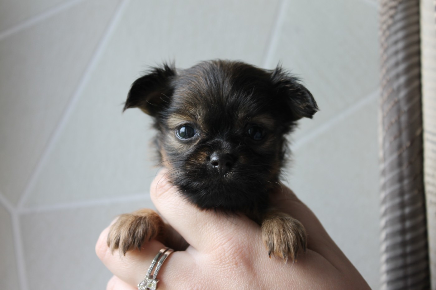 Divine Manoune - Chiots disponibles - Russkiy Toy (Petit Chien Russe)