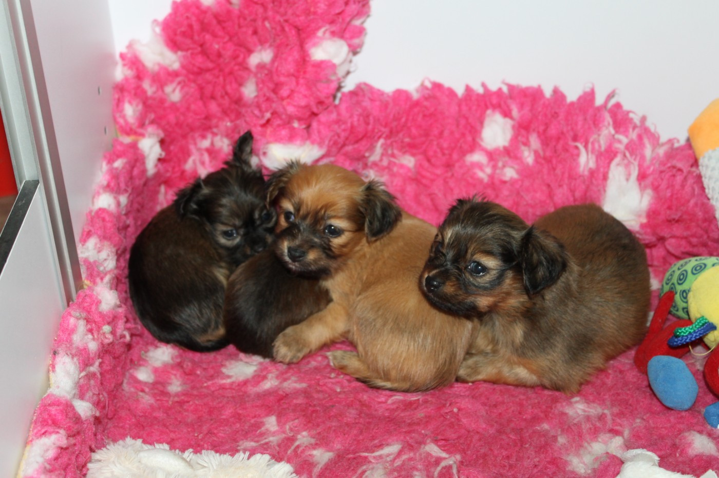 Divine Manoune - Russkiy Toy (Petit Chien Russe) - Portée née le 11/02/2026