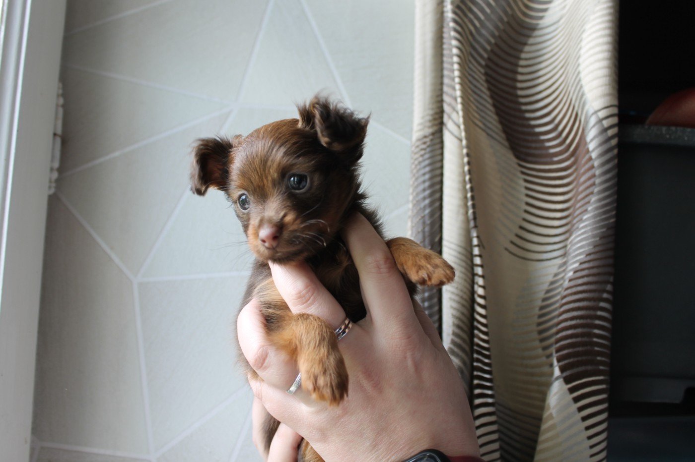 Divine Manoune - Chiots disponibles - Russkiy Toy (Petit Chien Russe)