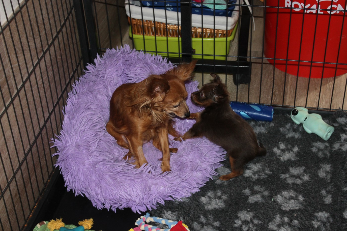 Divine Manoune - Russkiy Toy (Petit Chien Russe) - Portée née le 02/02/2026