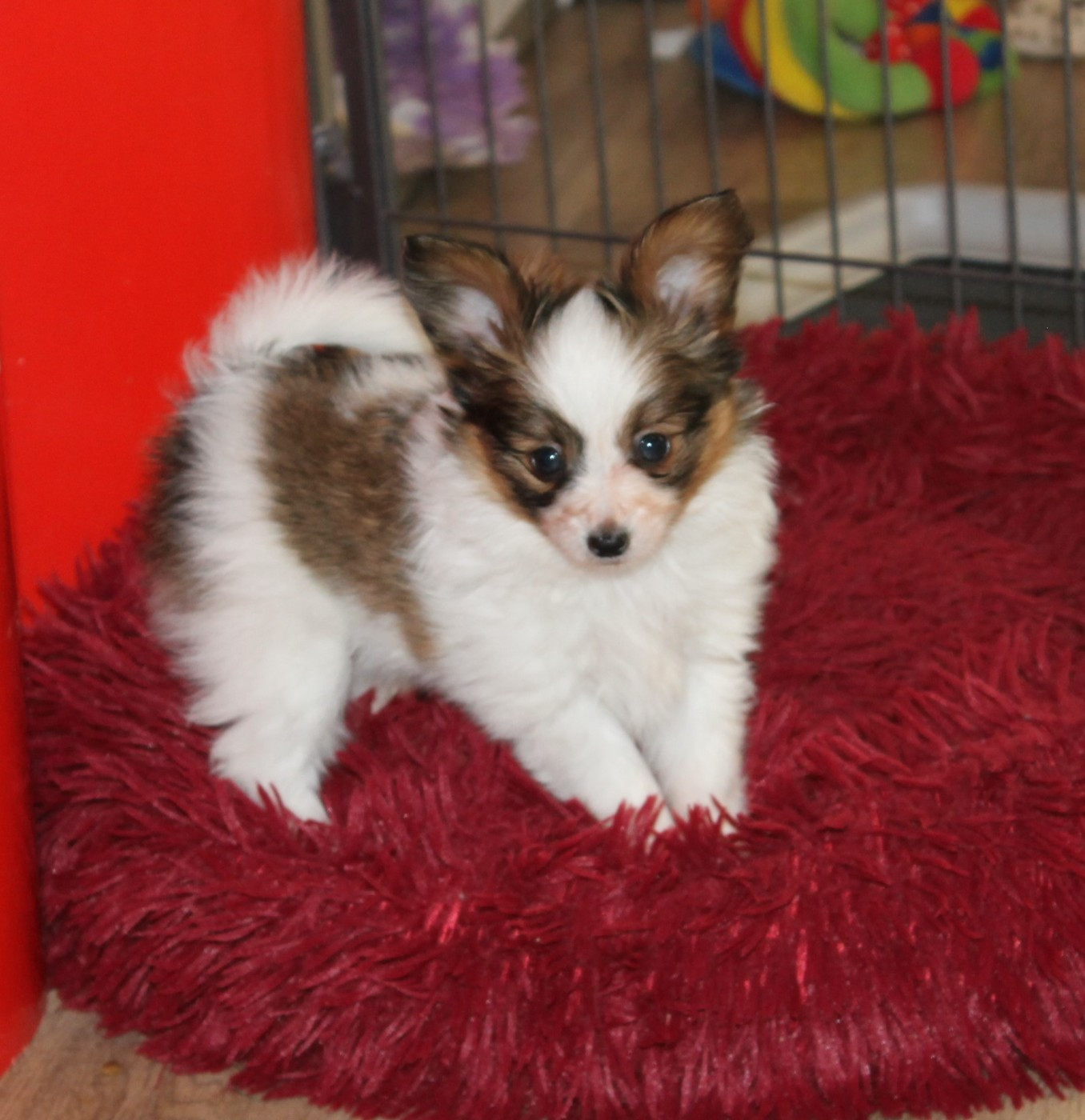 Divine Manoune - Chiots disponibles - Epagneul nain Continental (Papillon)
