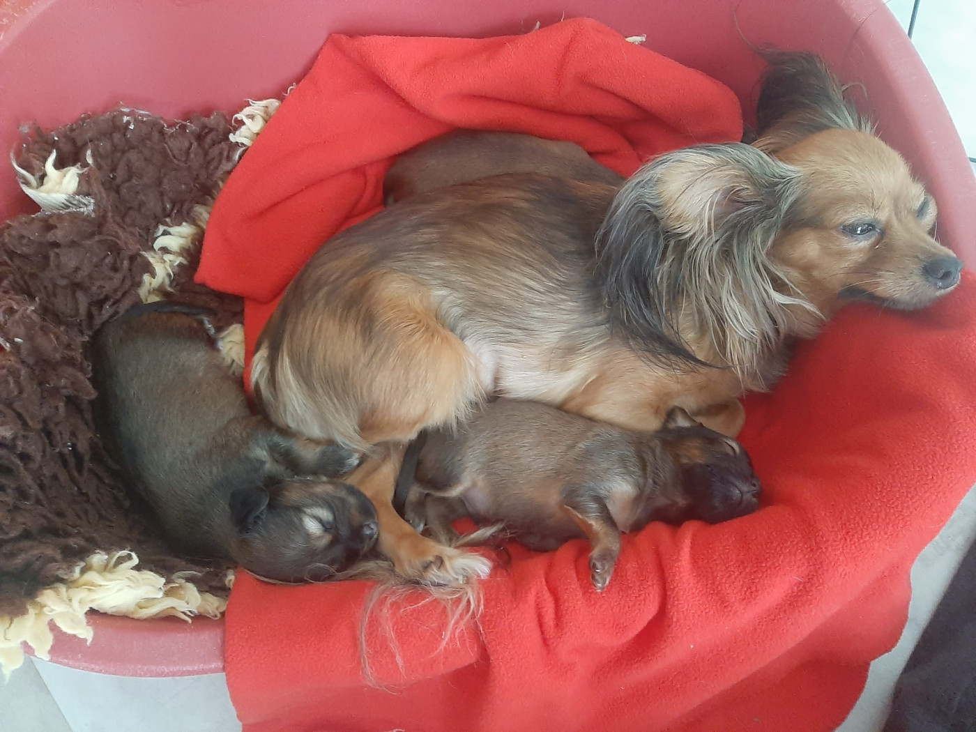 Chiot Russkiy Toy (Petit Chien Russe) Divine Manoune
