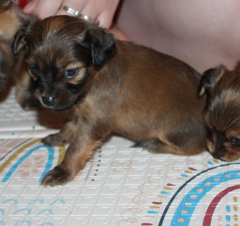 Divine Manoune - Chiots disponibles - Russkiy Toy (Petit Chien Russe)