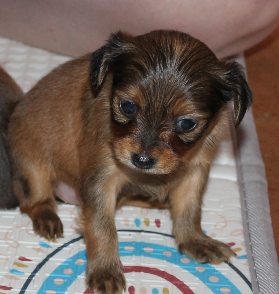 Divine Manoune - Chiots disponibles - Russkiy Toy (Petit Chien Russe)
