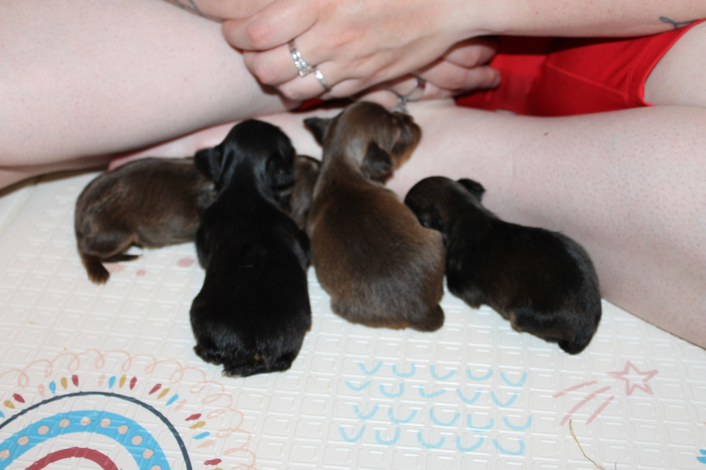 Chiot Russkiy Toy (Petit Chien Russe) Divine Manoune