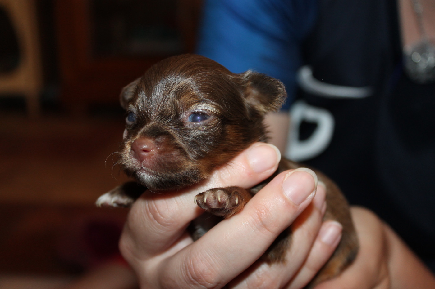 Divine Manoune - Chiots disponibles - Russkiy Toy (Petit Chien Russe)