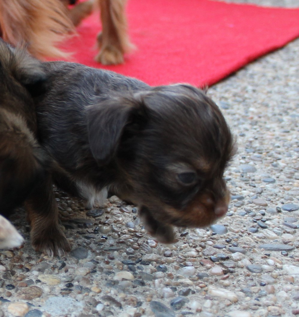 Divine Manoune - Chiots disponibles - Russkiy Toy (Petit Chien Russe)