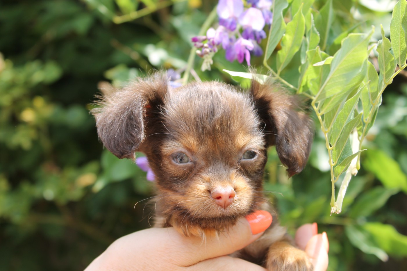 Divine Manoune - Chiots disponibles - Russkiy Toy (Petit Chien Russe)