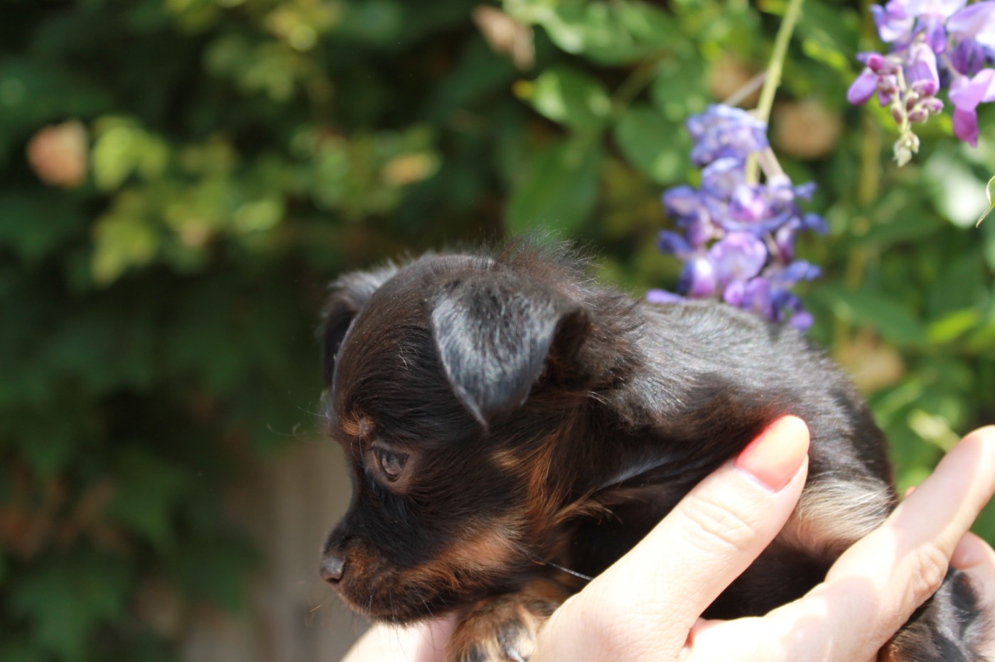 Divine Manoune - Chiots disponibles - Russkiy Toy (Petit Chien Russe)