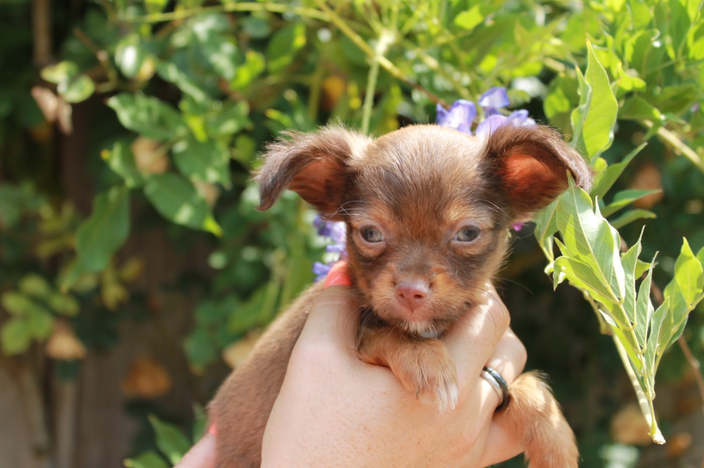 Divine Manoune - Chiots disponibles - Russkiy Toy (Petit Chien Russe)