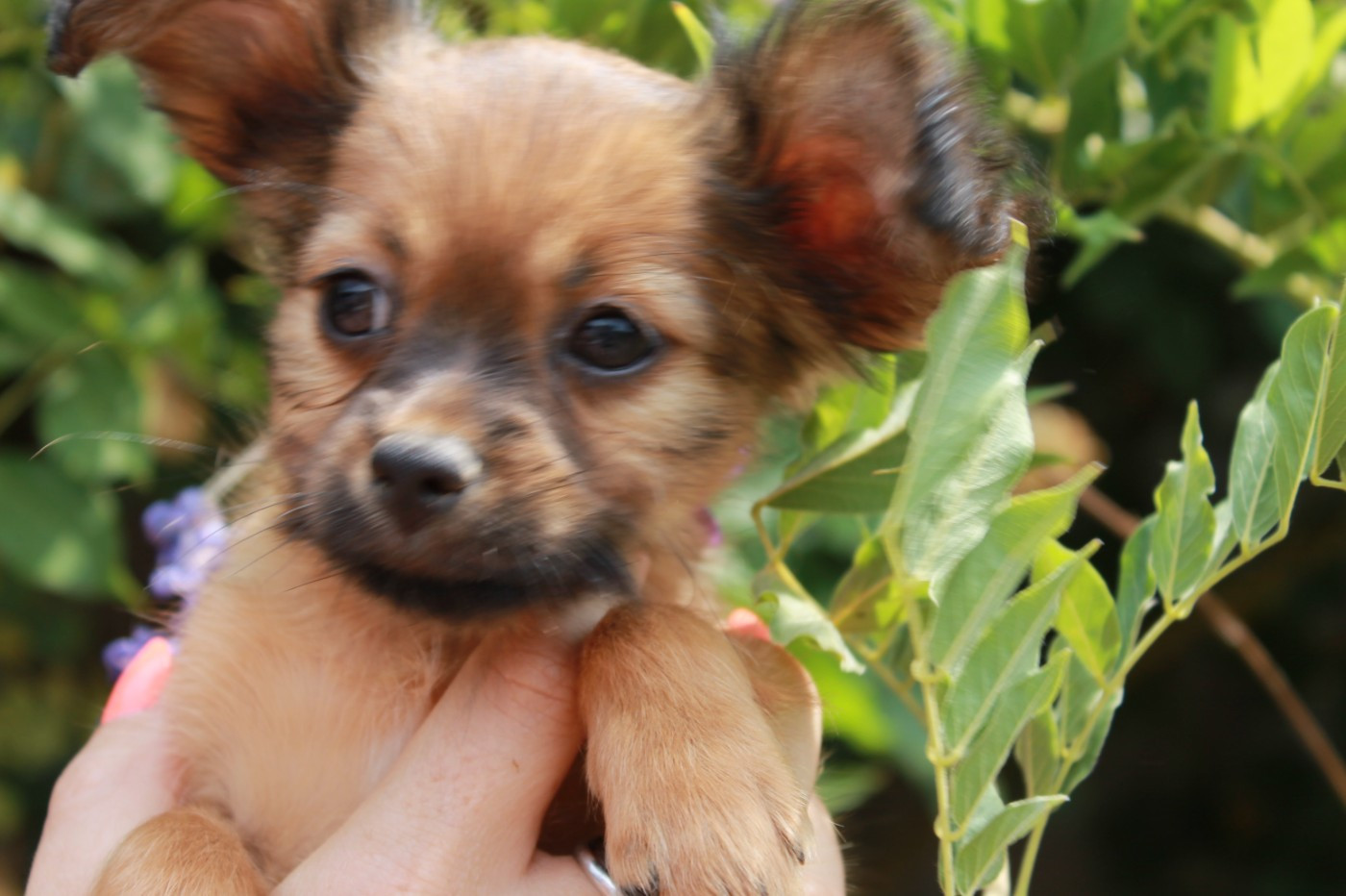 Divine Manoune - Chiots disponibles - Russkiy Toy (Petit Chien Russe)