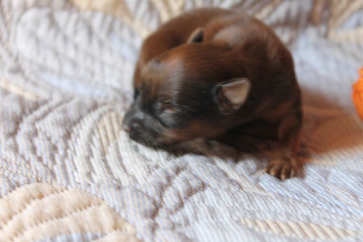 Divine Manoune - Chiots disponibles - Russkiy Toy (Petit Chien Russe)