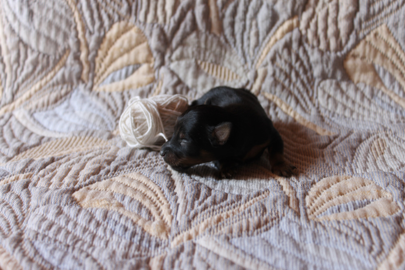 Divine Manoune - Chiots disponibles - Russkiy Toy (Petit Chien Russe)