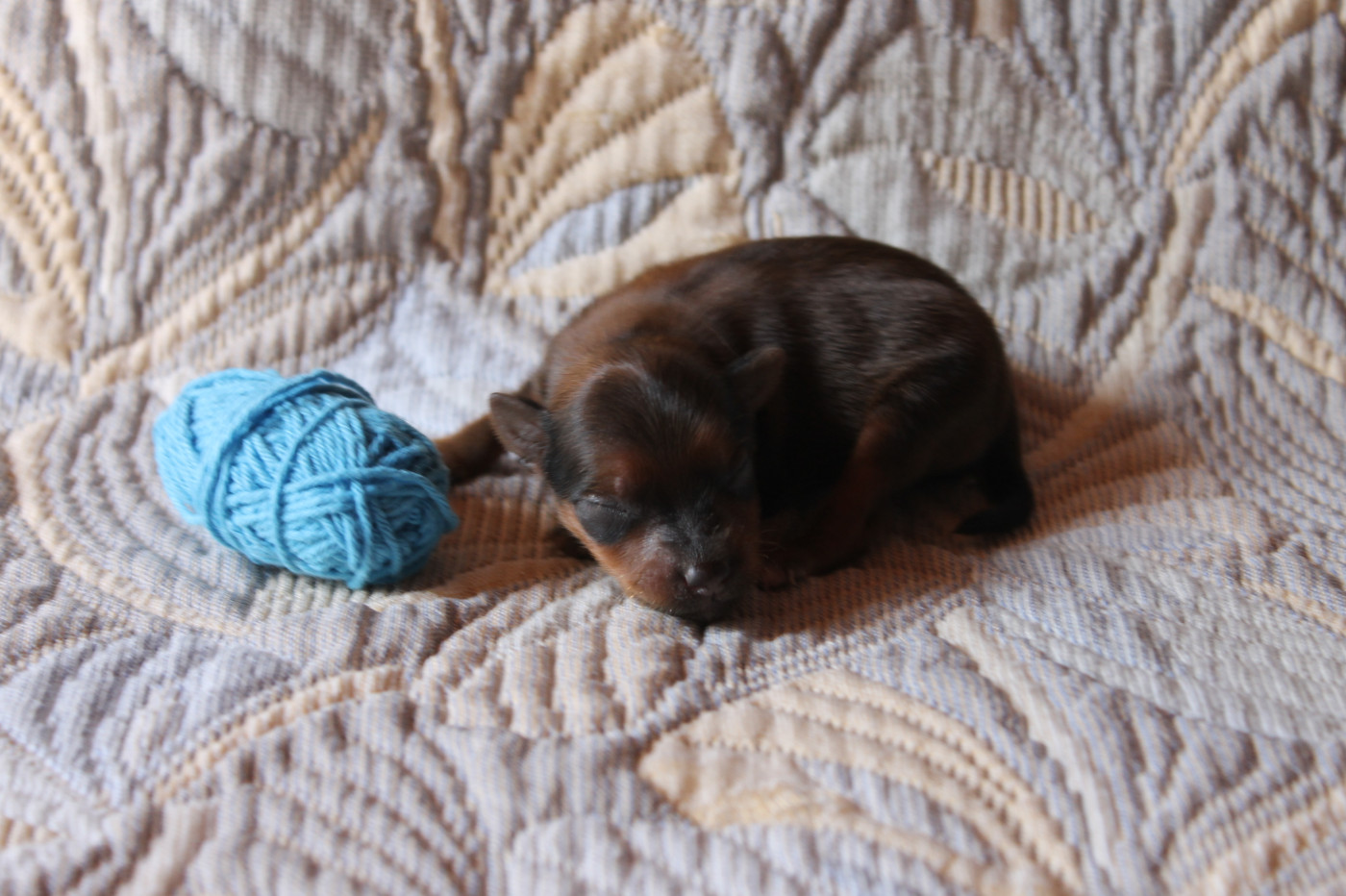 Divine Manoune - Chiots disponibles - Russkiy Toy (Petit Chien Russe)