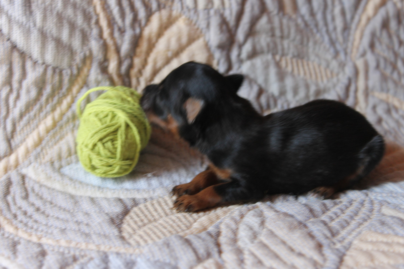 Divine Manoune - Chiots disponibles - Russkiy Toy (Petit Chien Russe)
