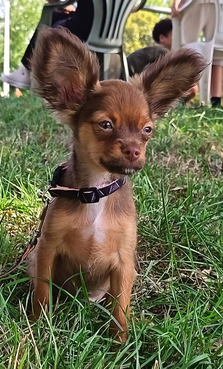Divine Manoune - Chiots disponibles - Russkiy Toy (Petit Chien Russe)