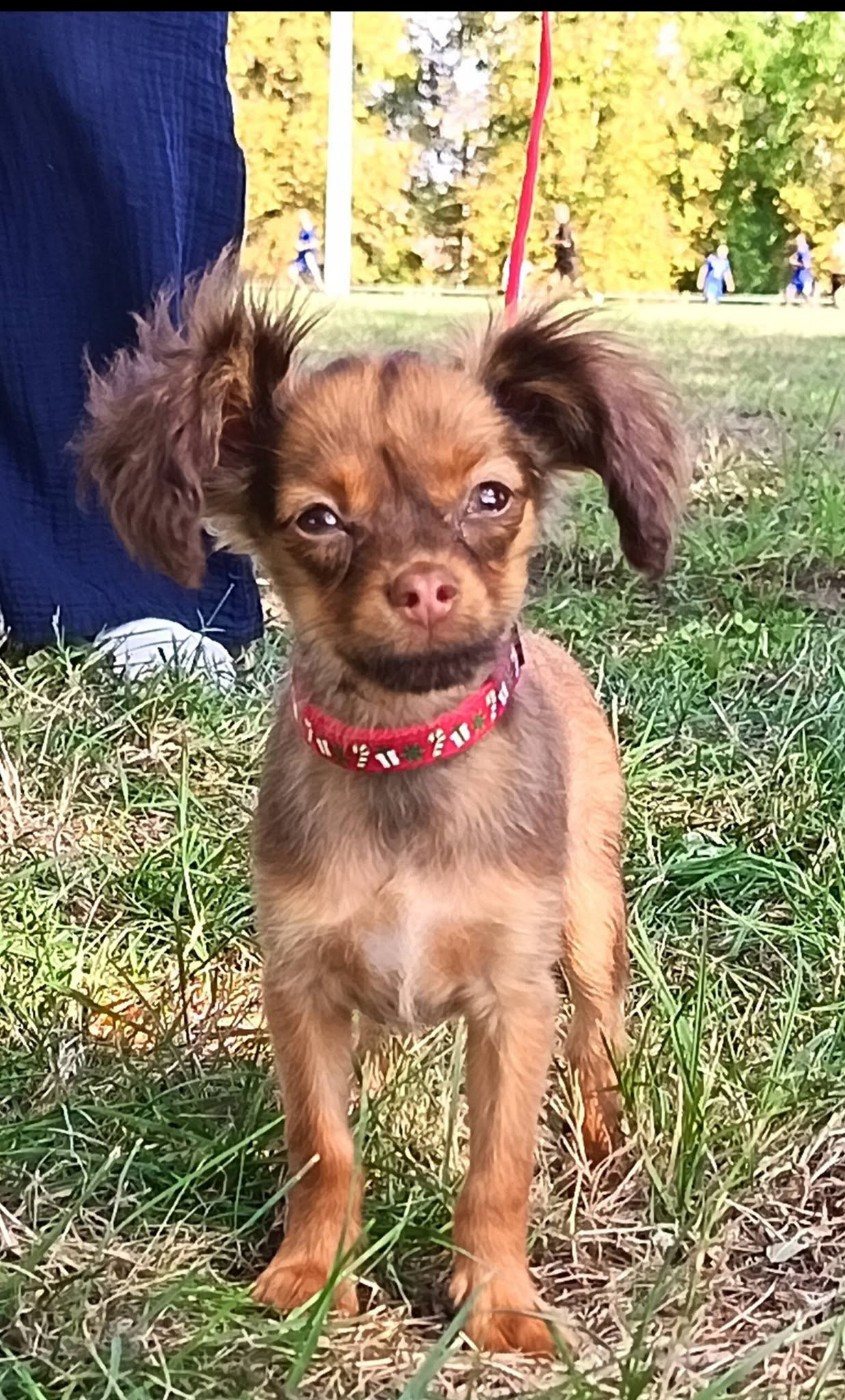 Divine Manoune - Chiots disponibles - Russkiy Toy (Petit Chien Russe)