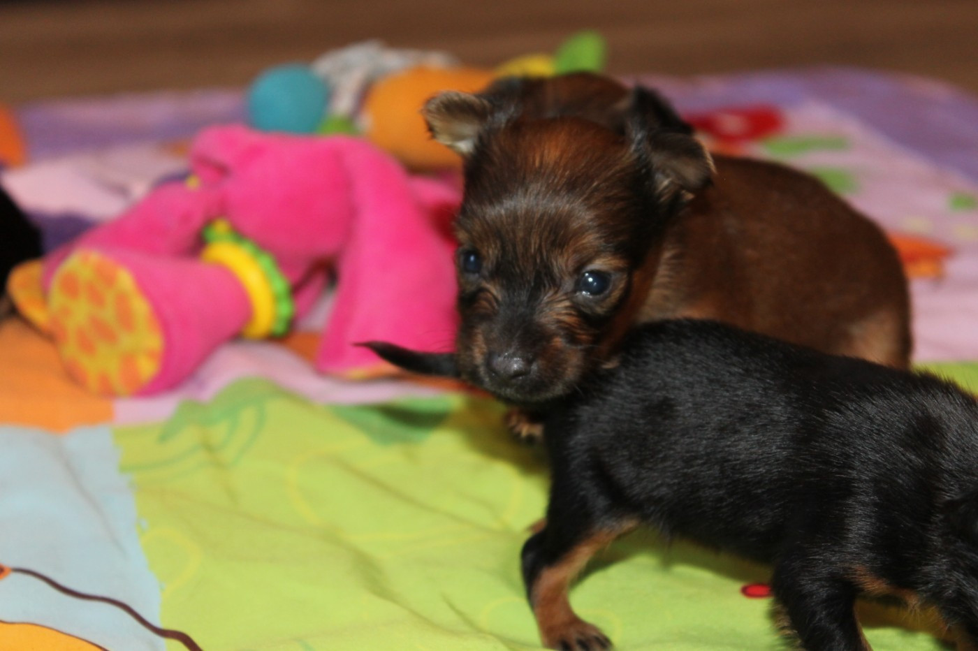 Divine Manoune - Chiots disponibles - Russkiy Toy (Petit Chien Russe)