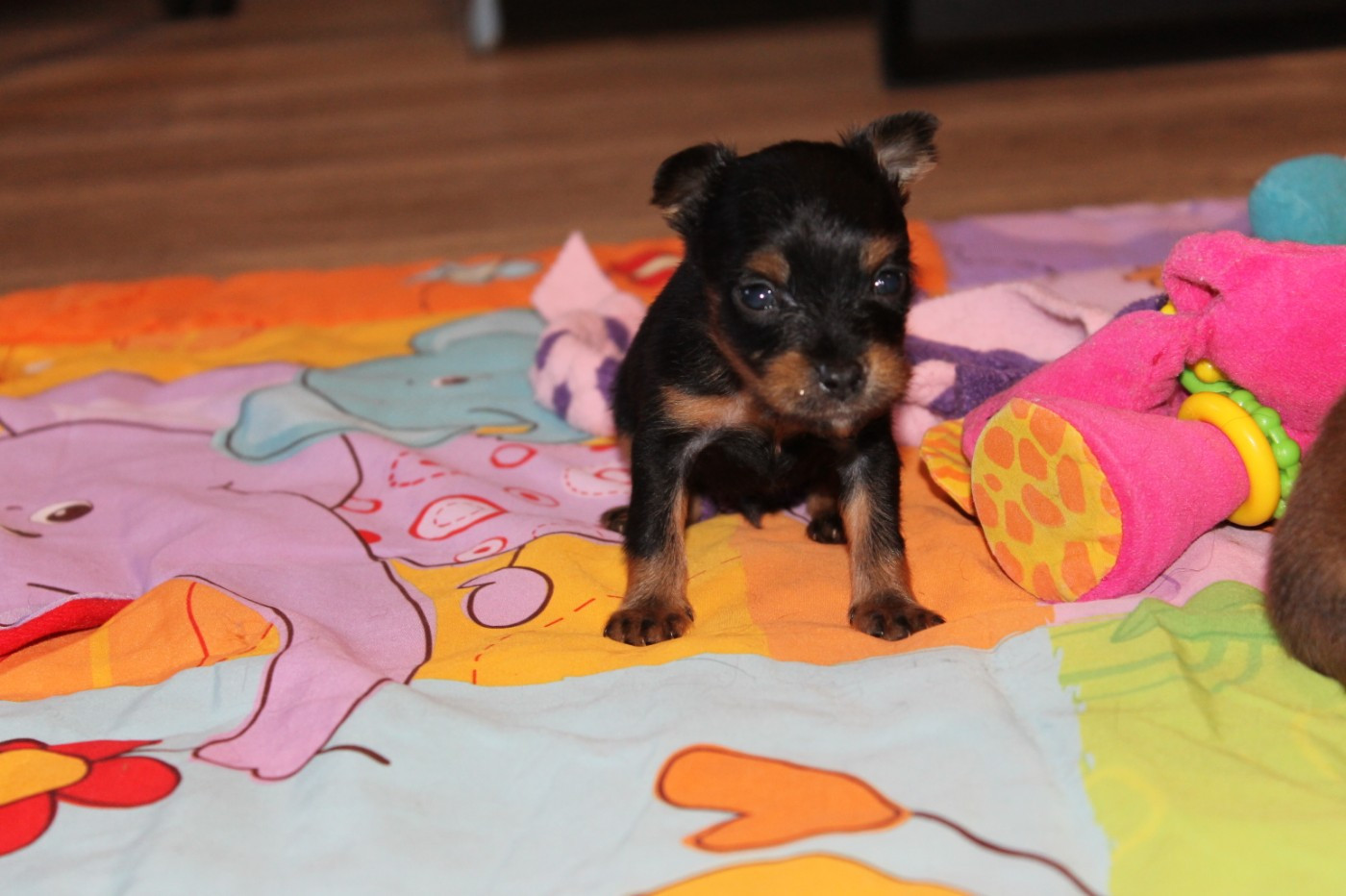 Divine Manoune - Chiots disponibles - Russkiy Toy (Petit Chien Russe)