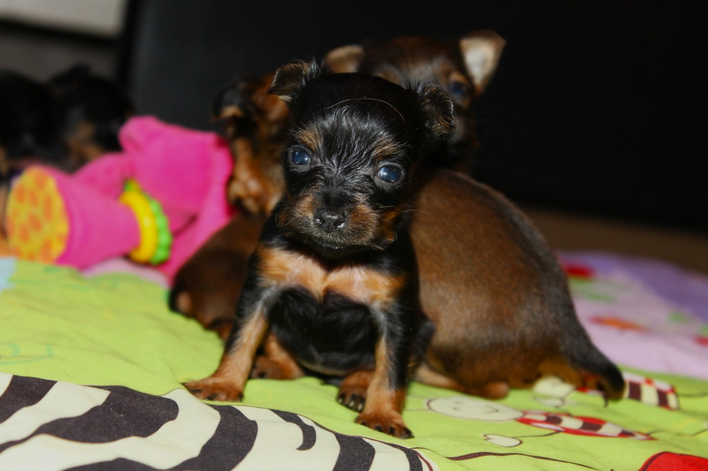 Divine Manoune - Chiots disponibles - Russkiy Toy (Petit Chien Russe)
