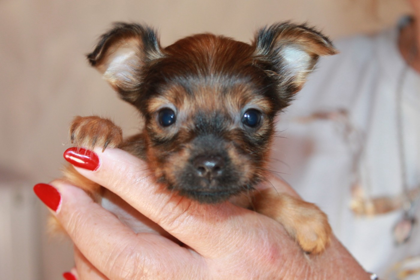Divine Manoune - Chiots disponibles - Russkiy Toy (Petit Chien Russe)