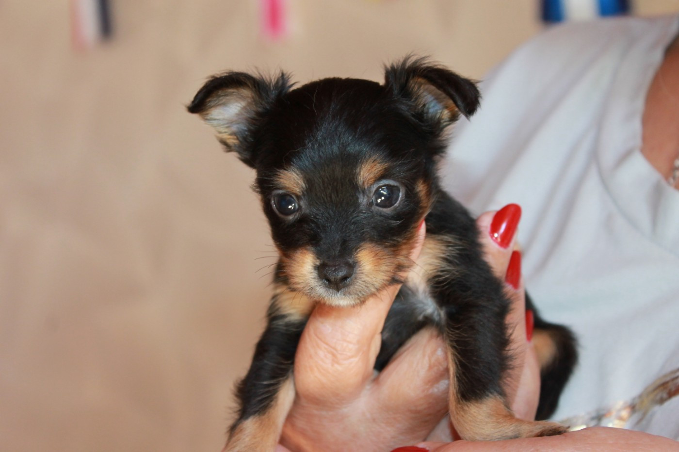 Divine Manoune - Chiots disponibles - Russkiy Toy (Petit Chien Russe)
