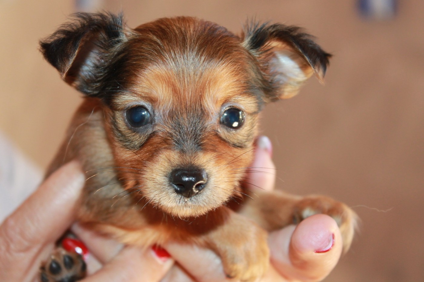Divine Manoune - Chiots disponibles - Russkiy Toy (Petit Chien Russe)