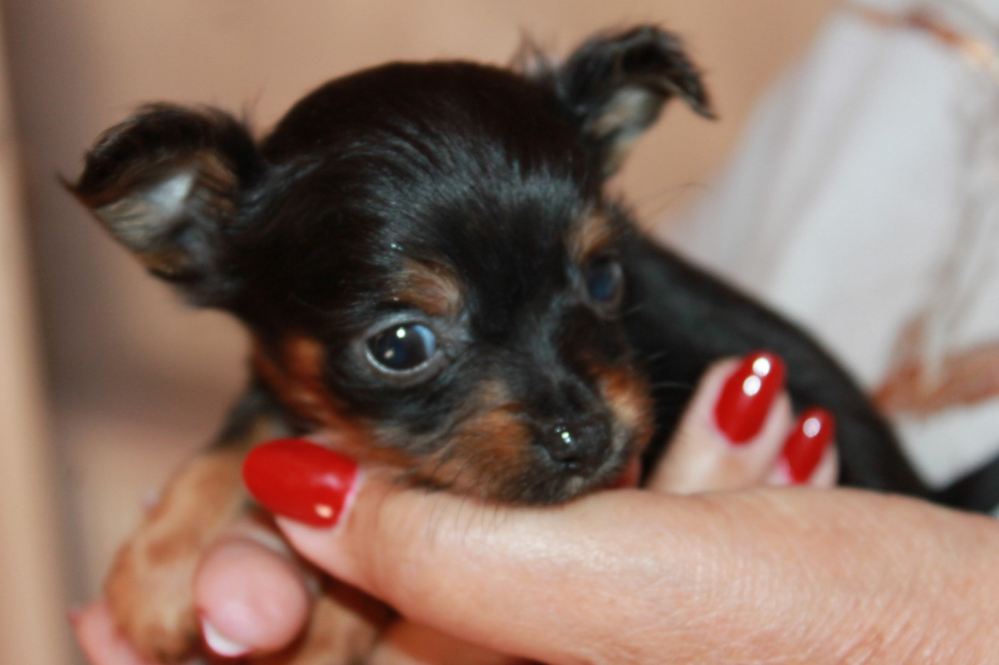 Divine Manoune - Chiots disponibles - Russkiy Toy (Petit Chien Russe)