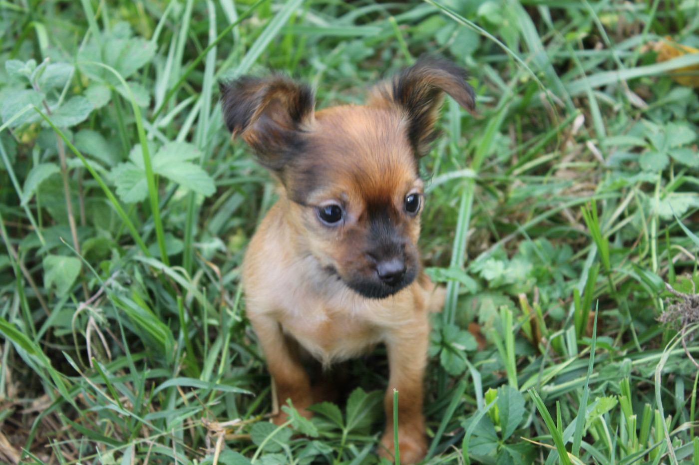 Divine Manoune - Chiots disponibles - Russkiy Toy (Petit Chien Russe)
