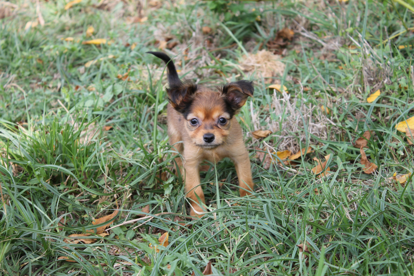 Divine Manoune - Chiots disponibles - Russkiy Toy (Petit Chien Russe)
