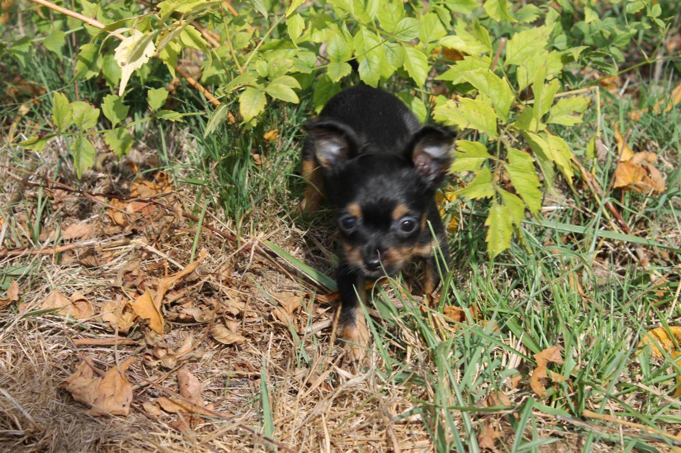 Divine Manoune - Chiots disponibles - Russkiy Toy (Petit Chien Russe)